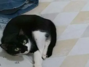Gato raça  idade 2 anos nome Melissa