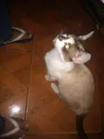 Gata branca