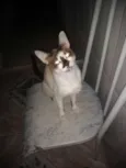 Gata branca