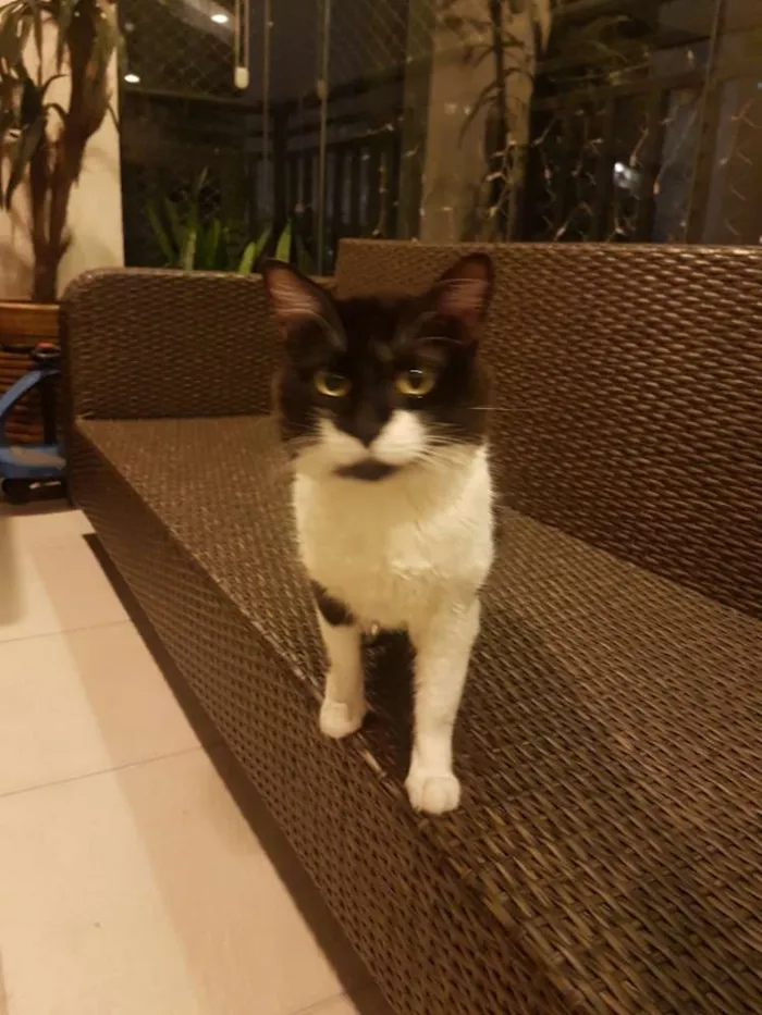 Cachorro ra a Viralata idade 1 ano nome Rick