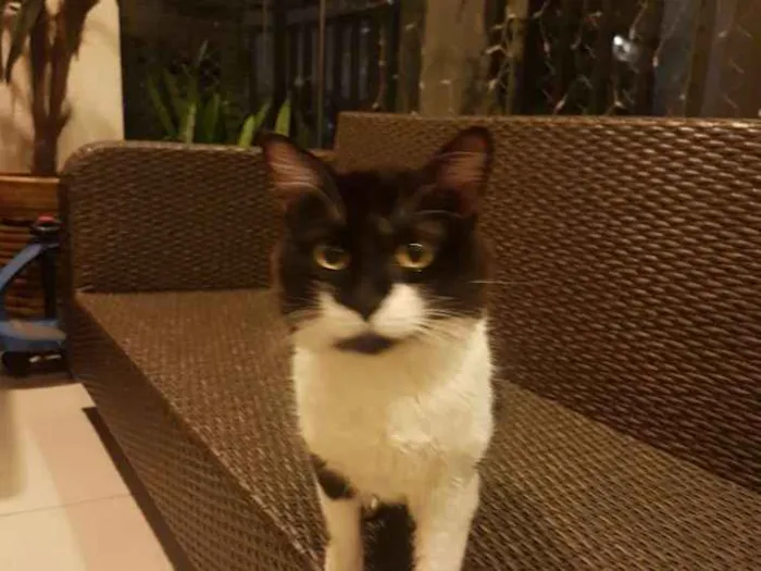 Cachorro ra a Viralata idade 1 ano nome Rick