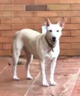 Cachorro raça SRD idade 2 anos nome Chanel