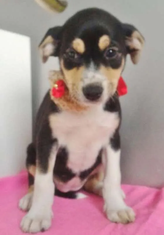 Cachorro ra a SRD idade 2 a 6 meses nome FLORINDA