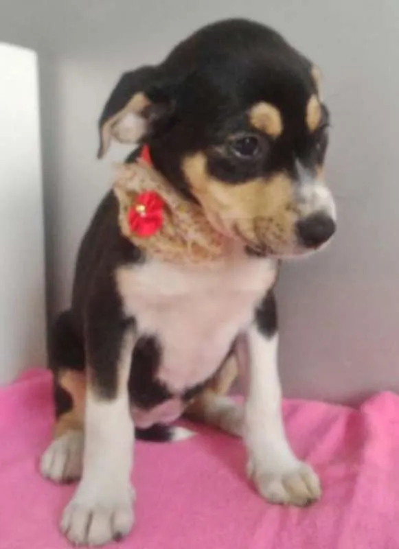 Cachorro ra a SRD idade 2 a 6 meses nome FLORINDA