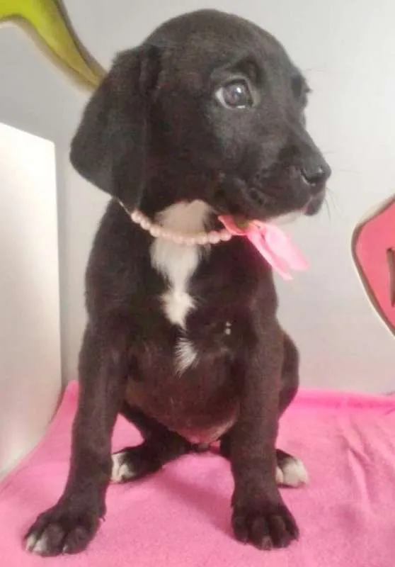 Cachorro ra a SRD idade 2 a 6 meses nome PERLA