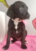 PERLA