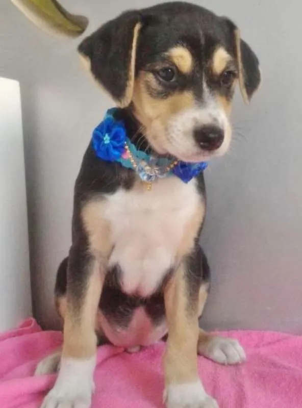 Cachorro ra a SRD idade 2 a 6 meses nome LUCINDA