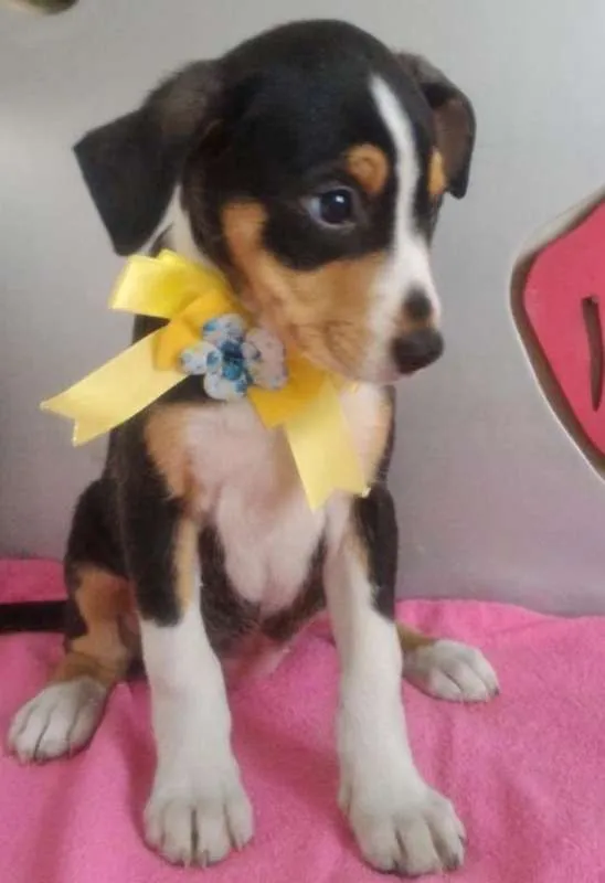Cachorro ra a SRD idade 2 a 6 meses nome TRICOLORZINHA