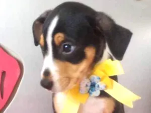Cachorro raça SRD idade 2 a 6 meses nome TRICOLORZINHA