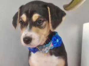 Cachorro raça SRD idade 2 a 6 meses nome LUCINDA