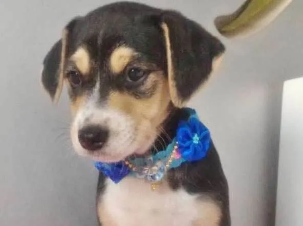 Cachorro ra a SRD idade 2 a 6 meses nome LUCINDA