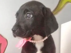 Cachorro raça SRD idade 2 a 6 meses nome PERLA
