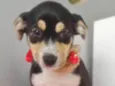 FLORINDA
