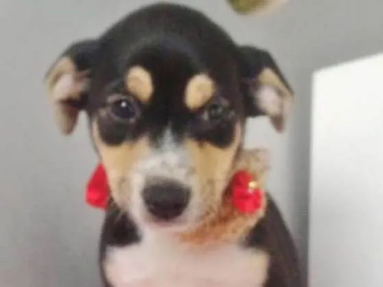 Cachorro ra a SRD idade 2 a 6 meses nome FLORINDA