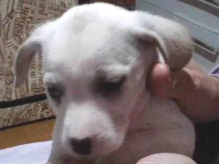 Cachorro ra a Vira lata idade Abaixo de 2 meses nome Algodão 