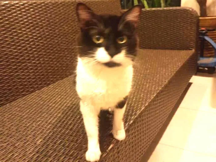 Cachorro ra a Viralata idade 1 ano nome Rick