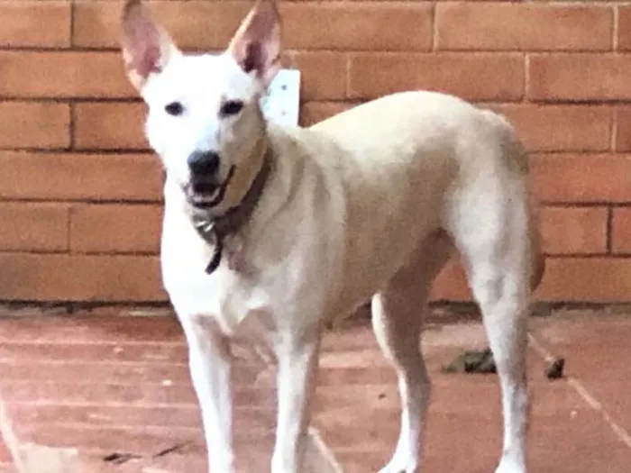 Cachorro raça SRD idade 2 anos nome Chanel