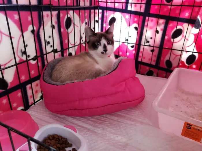 Gato ra a SRD, "sialata" idade 2 a 6 meses nome Lua