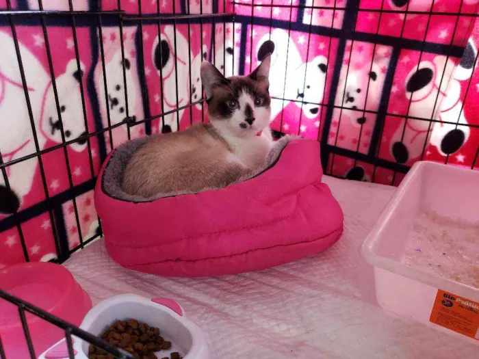 Gato ra a SRD, "sialata" idade 2 a 6 meses nome Lua