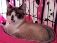 Lua