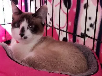Gato ra a SRD, "sialata" idade 2 a 6 meses nome Lua