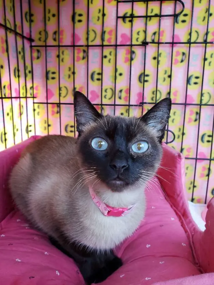 Gato ra a SRD idade 7 a 11 meses nome Latifa