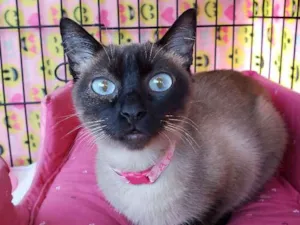 Gato raça SRD idade 7 a 11 meses nome Latifa