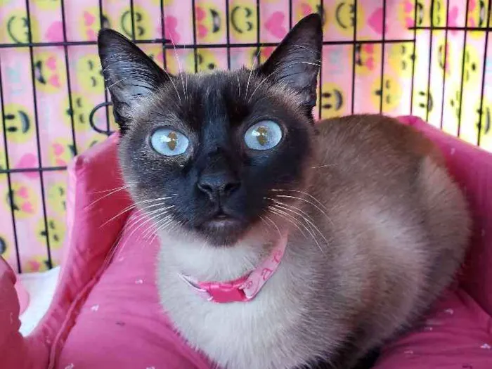 Gato ra a SRD idade 7 a 11 meses nome Latifa