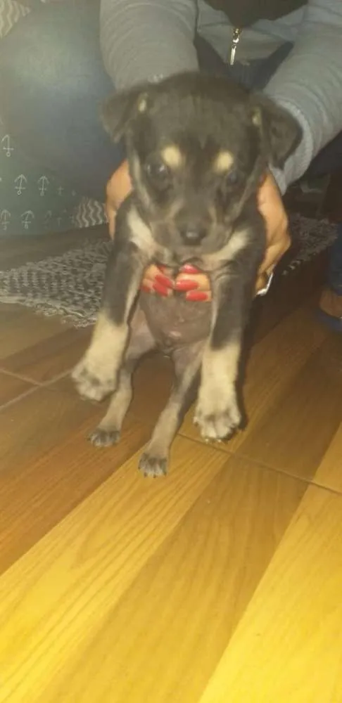 Cachorro ra a Pastor com RND idade Abaixo de 2 meses nome Sem nome 
