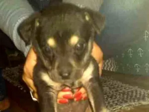 Cachorro raça Pastor com RND idade Abaixo de 2 meses nome Sem nome 
