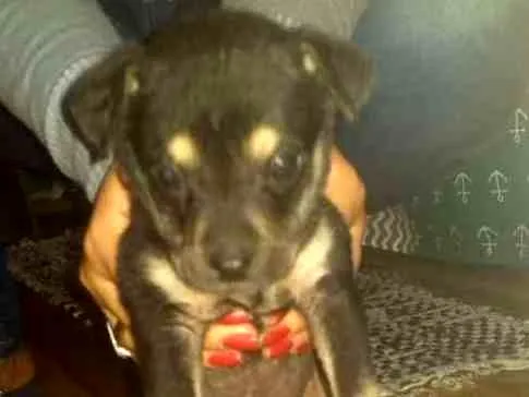 Cachorro ra a Pastor com RND idade Abaixo de 2 meses nome Sem nome 