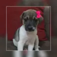 Linda 