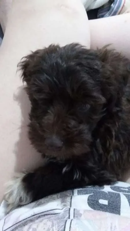 Cachorro ra a Poodle idade 2 a 6 meses nome Toddy