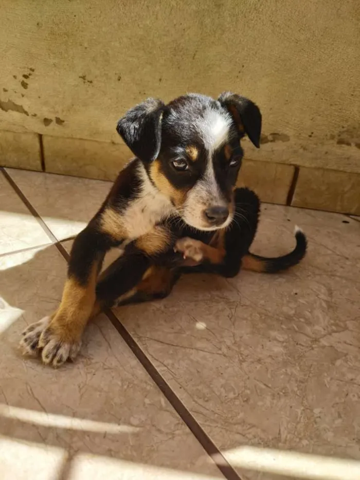 Cachorro ra a Vira lata misturado com burril idade 2 a 6 meses nome Sem nome