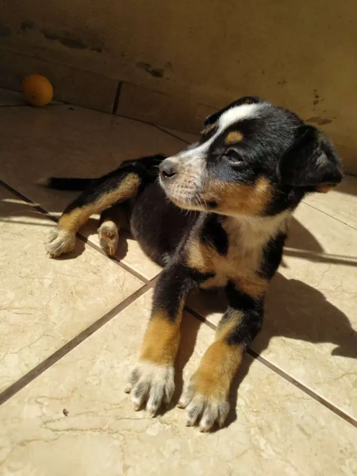 Cachorro ra a Vira lata misturado com burril idade 2 a 6 meses nome Sem nome