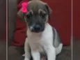 Linda 