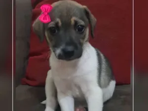 Cachorro raça Sem raça  idade Abaixo de 2 meses nome Linda 