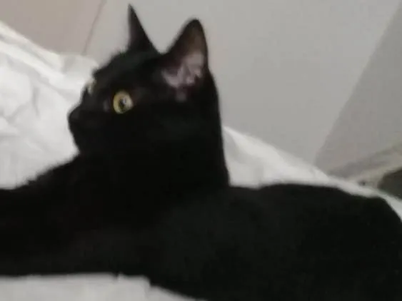 Gato ra a Sem raça  idade 2 anos nome João 