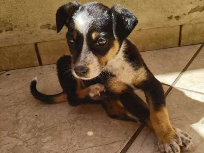 Cachorro ra a Vira lata misturado com burril idade 2 a 6 meses nome Sem nome