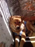 Bolinha