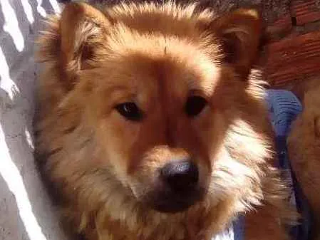 Cachorro raça Mista idade 7 a 11 meses nome Bolinha