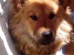Cachorro raça Mista idade 7 a 11 meses nome Bolinha