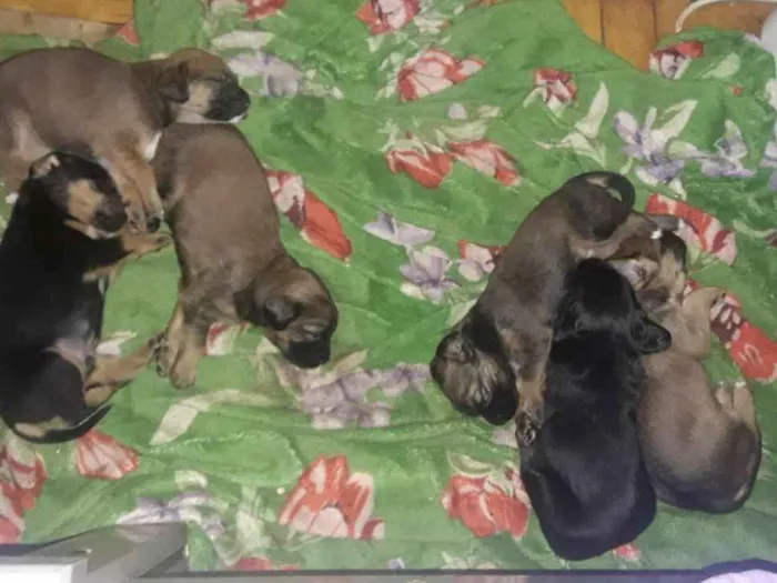 Cachorro ra a Sem raça definida idade Abaixo de 2 meses nome Sem nome ainda