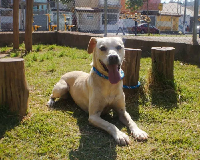 Cachorro ra a SRD idade 2 anos nome Jony