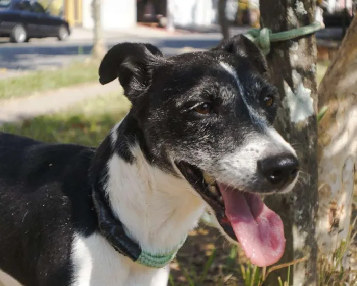 Cachorro ra a SRD idade 2 anos nome Totó