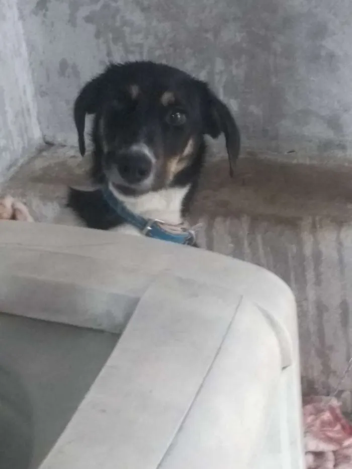 Cachorro ra a Viralata idade 2 a 6 meses nome Thor