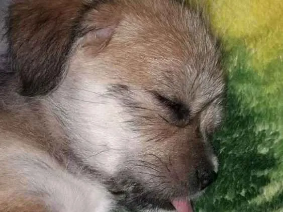 Cachorro raça nao sei idade 2 a 6 meses nome Amora