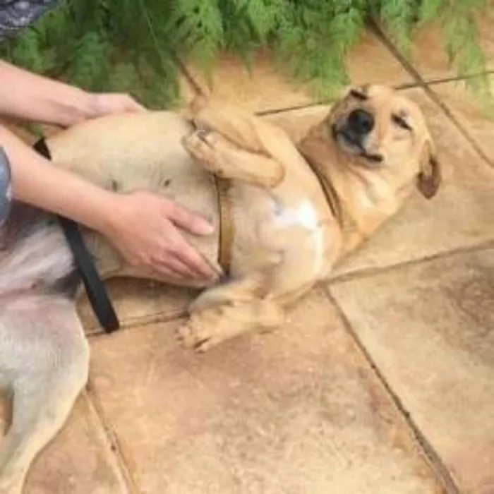 Cachorro raça Sem raça definida idade 3 anos nome Jeany