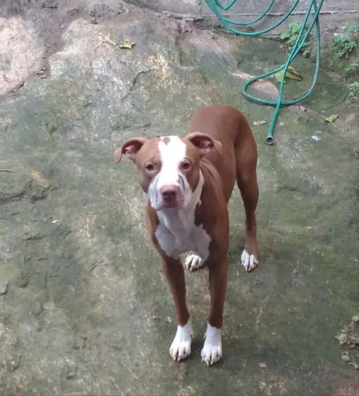 Cachorro ra a Pitbull  idade 1 ano nome Scooby 