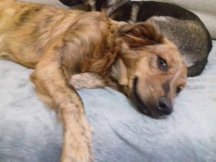 Cachorro ra a Srd idade 1 ano nome Bela